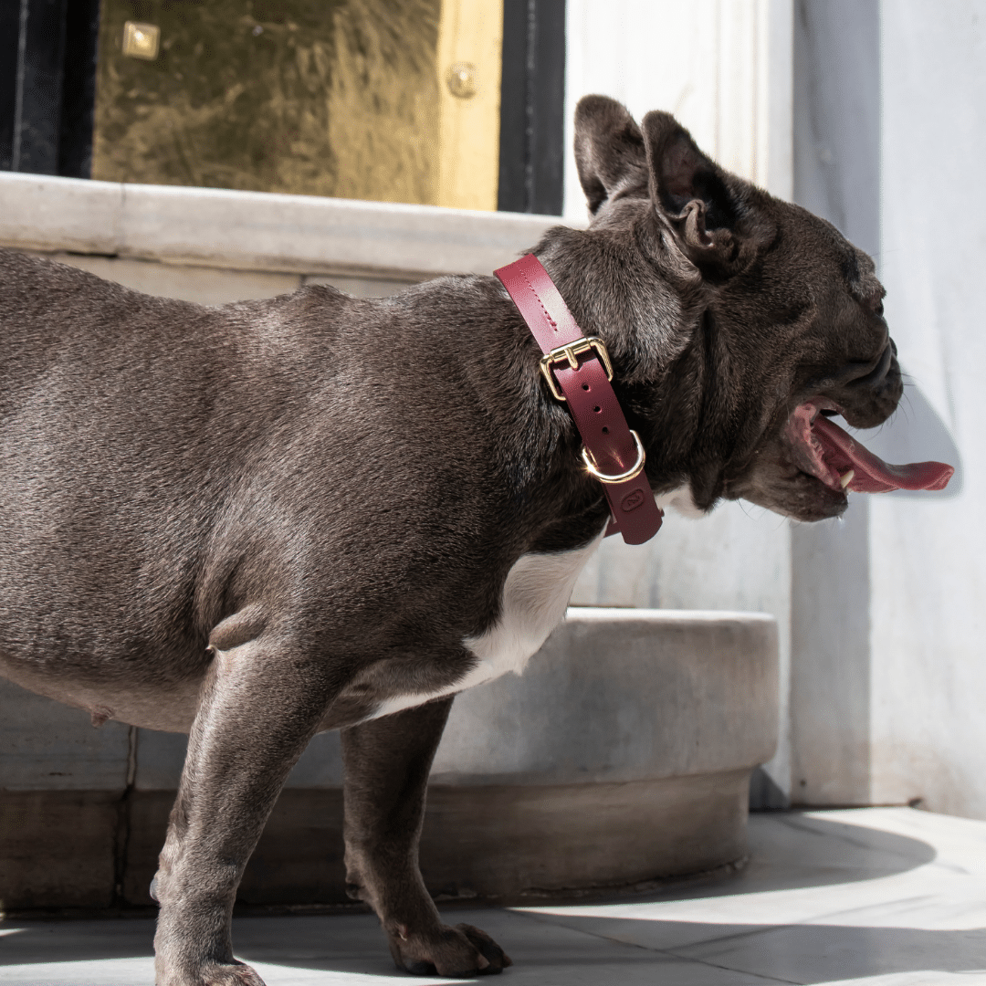 Classic Collar