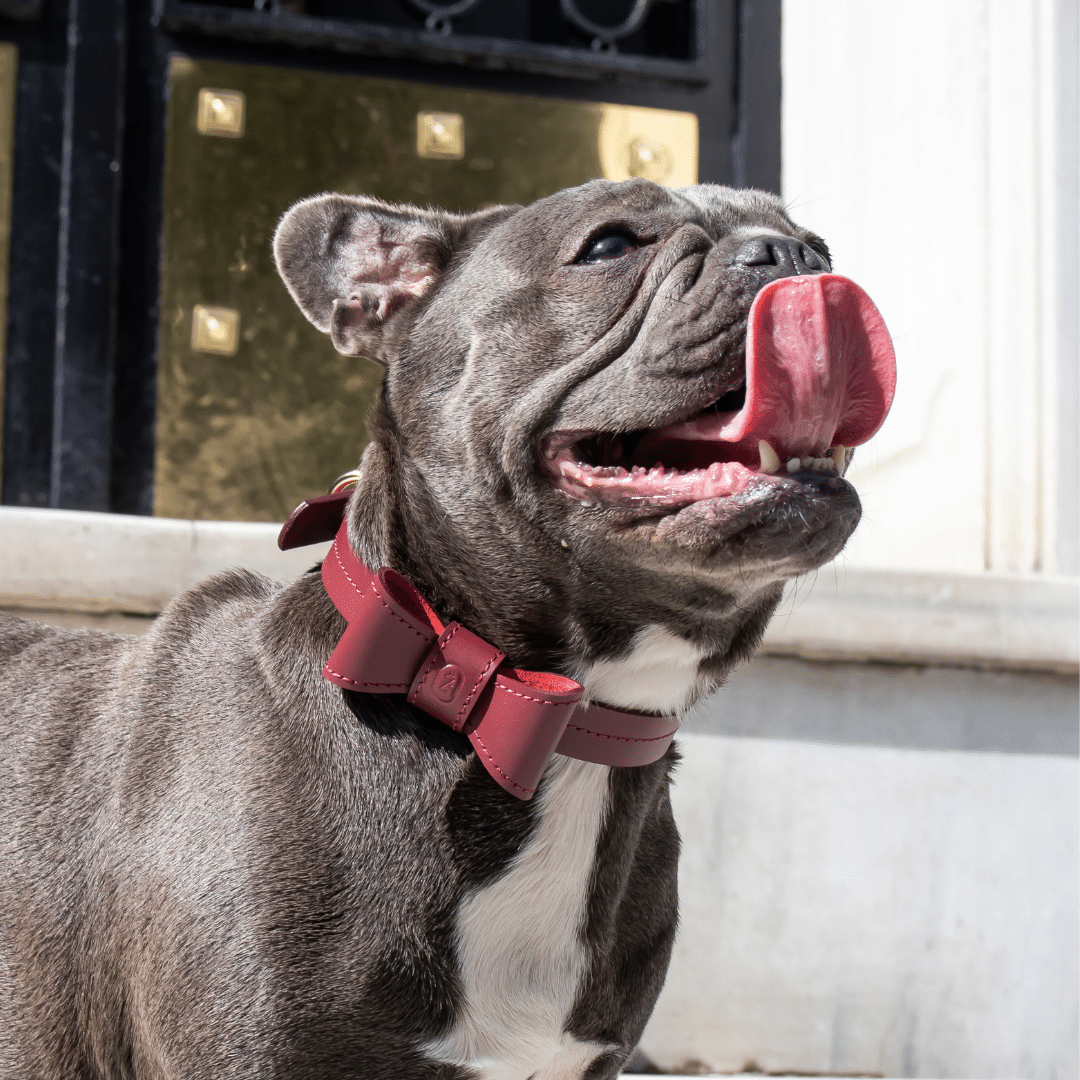 Classic Collar