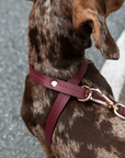 Cross Harness