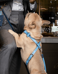 Cross Harness