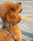 Cross Harness