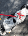 Cross Harness