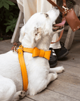 Cross Harness