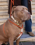 Loop Collar