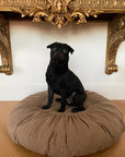 CORNETTE KÖPEK HASTASI
