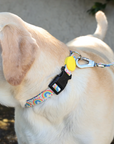 Rainbow Dash Dog Collar