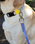 Rainbow Dash Dog Leash