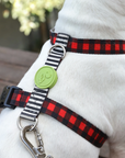 Plaid Dog Harness