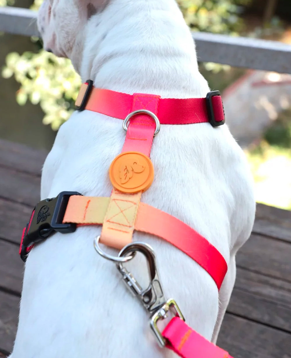 Flame Dog Harness