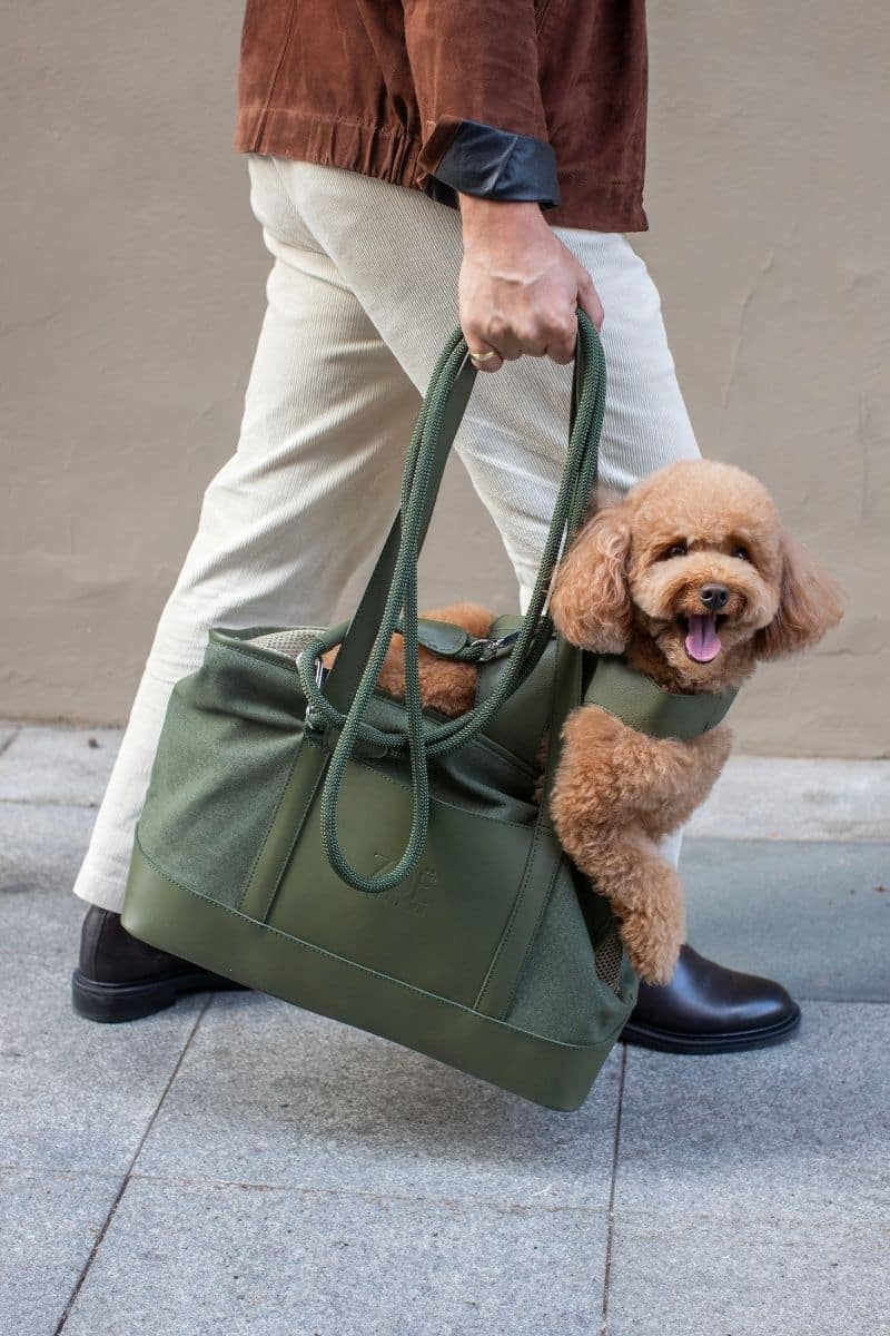 City Pet Carrier