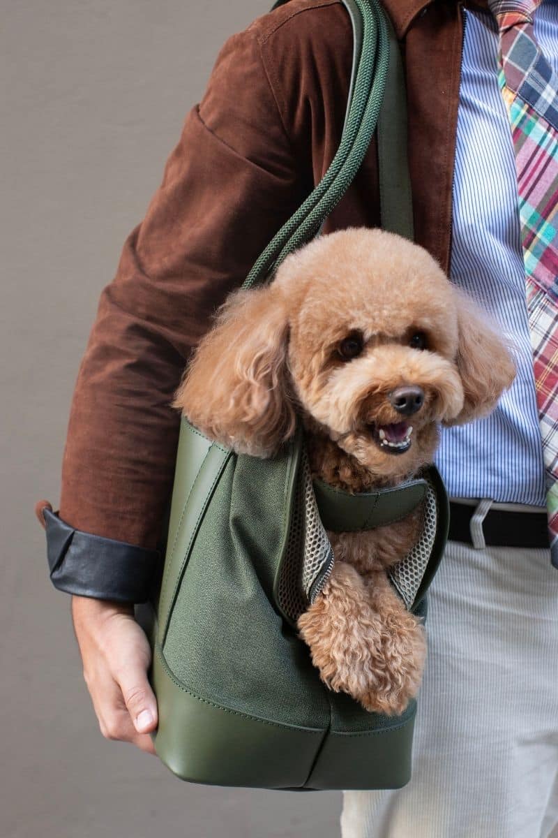 City Pet Carrier