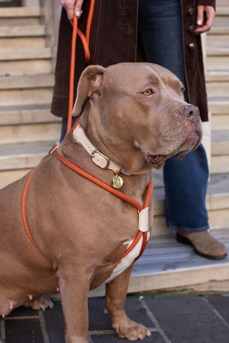 Loop Collar