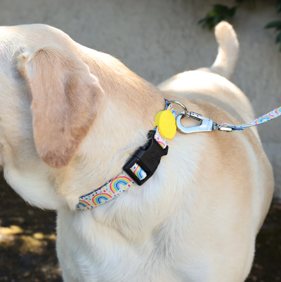 Rainbow Dash Dog Collar
