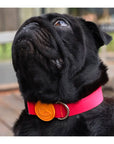 Flame Dog Collar